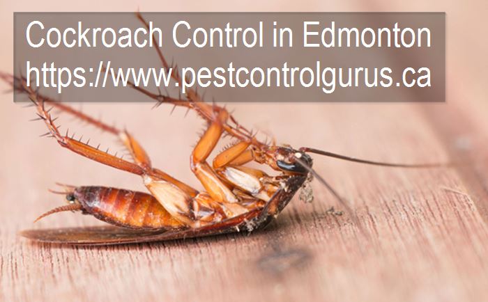 Cockroach Removal Company in Edmonton, Alberta
