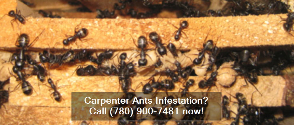 Carpenter Ants Extermination - Call (780) 900-7481