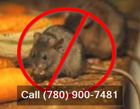 mice problem call (780) 900-7481