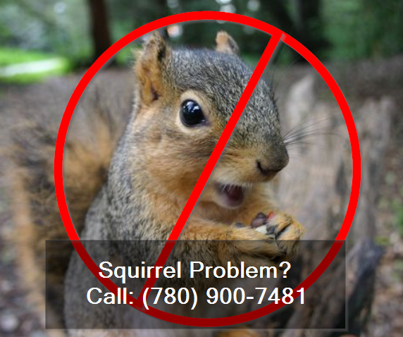 squirrel-exterminator-edmonton
